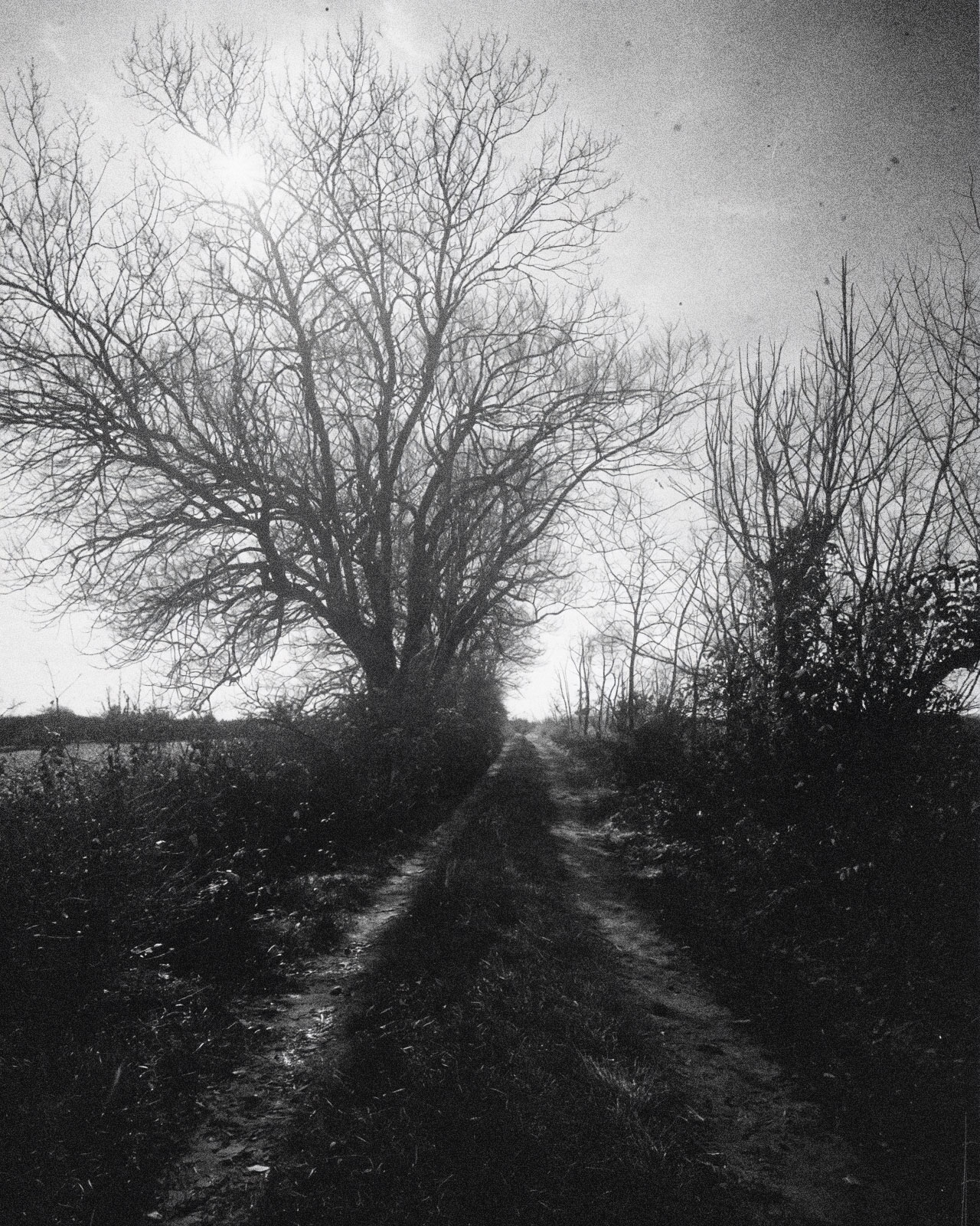 Bäume in meinen KI-Modellen: Ein Bild, aufbauend auf meiner Ästhetik und künstlerischen Position.