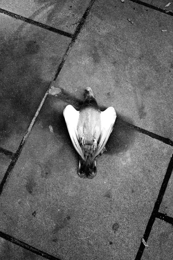 Vaterland eine politische Fotografie Arbeit von Florian Albrecht-Schoeck