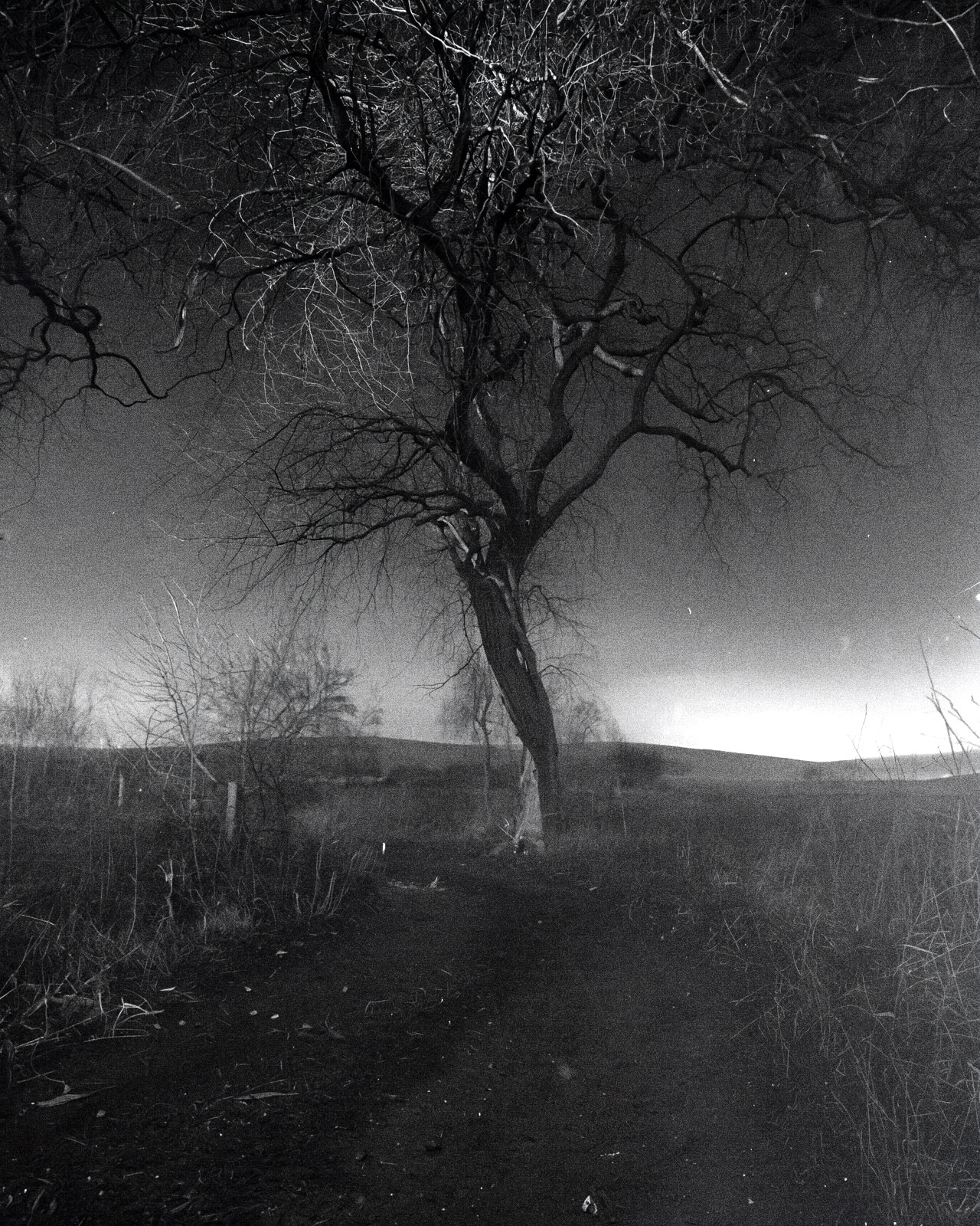 Bäume in meinen KI-Modellen: Ein Bild, aufbauend auf meiner Ästhetik und künstlerischen Position.