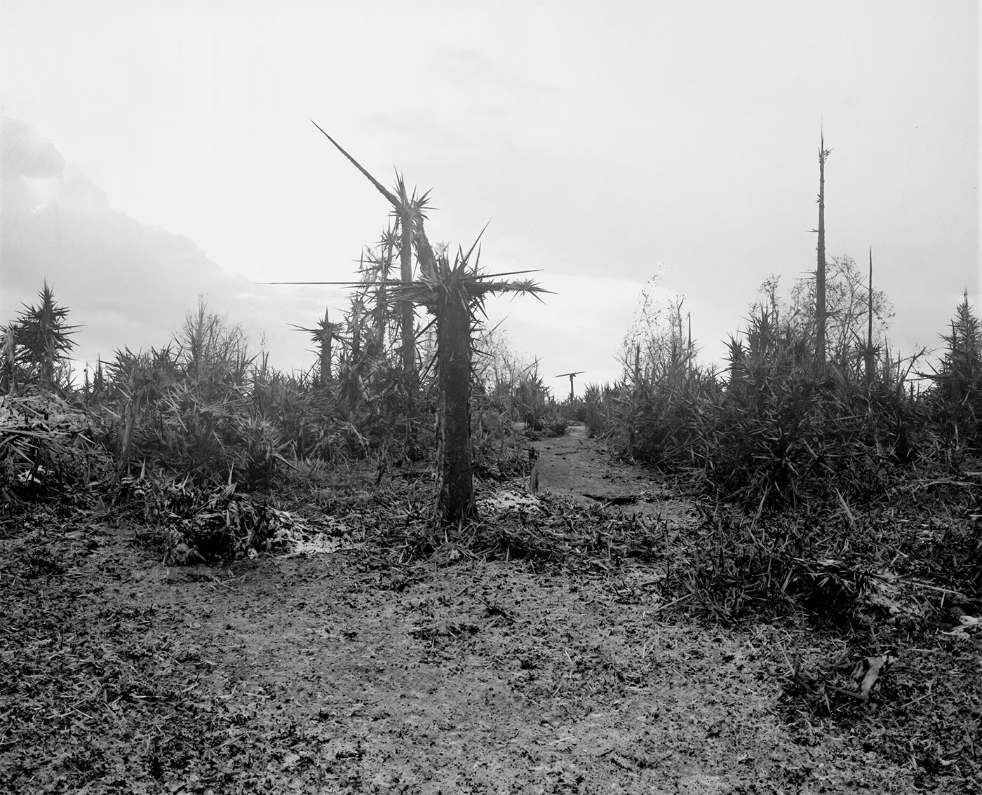 Ein Motiv aus dem ersten Kapitel meiner neuen Arbeit „„How it starts — and how it ends“.