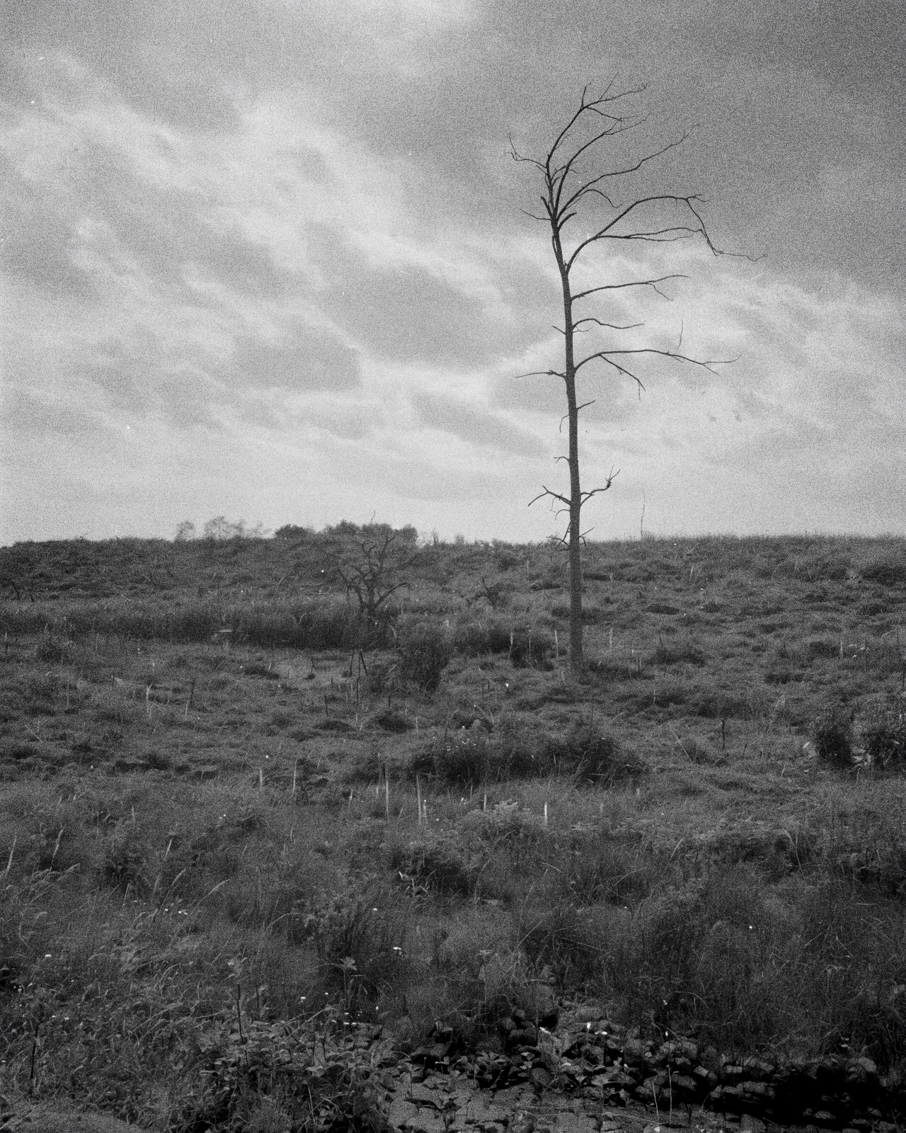 Bäume in meinen KI-Modellen: Ein Bild, aufbauend auf meiner Ästhetik und künstlerischen Position.