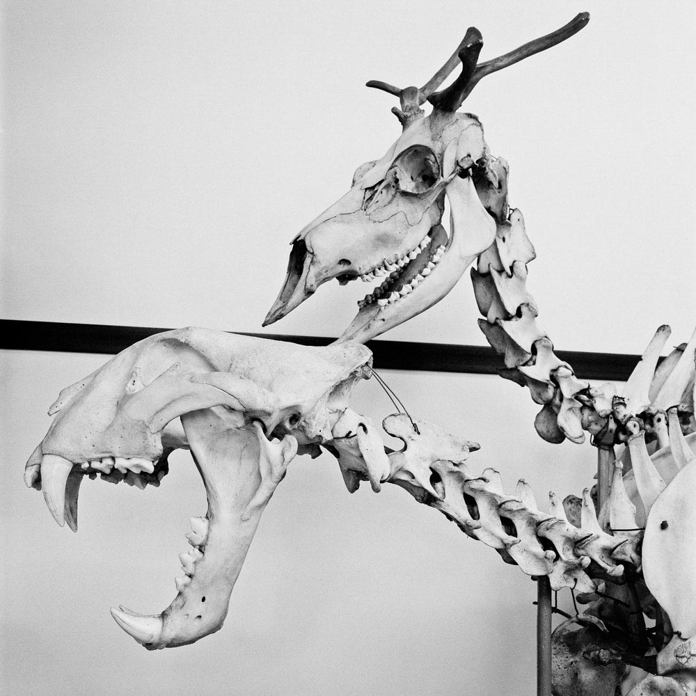 Motive aus der Arbeit „Vaterland“ von Florian Albrecht-Schoeck