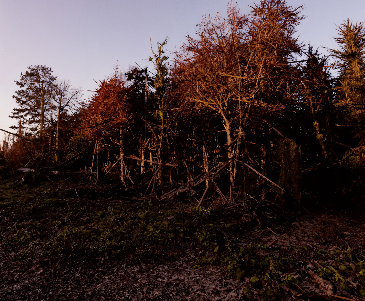 Ein Motiv aus dem zweiten Kapitel meiner neuen Arbeit „„How it starts — and how it ends“.